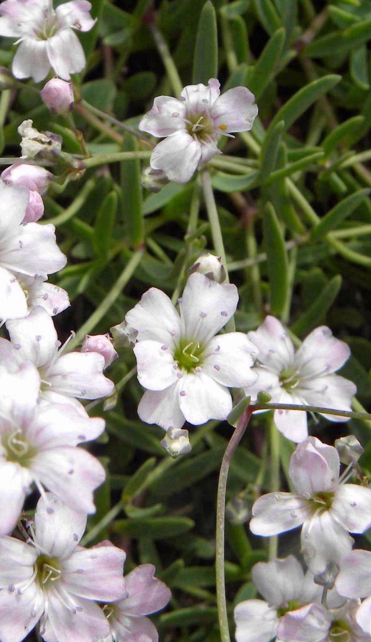 Atocion rupestre (=Silene rupestris) / Silene delle rupi